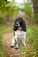 A beautiful dog of the Russian Spaniel breed sits in the park. The animal looks at the owner. Selective focus.