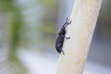 salvador, bahia, brazil - january 2, 2022: beetle known as coconut borer (Rhynchophorus palmarum)...