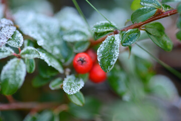 Red berry on a frosty bush with ice crystals