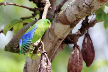 male Blue-winged Parrotlet (Forpus xanthopterygius) showing blue wing detail