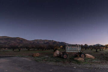 Naklejka premium Constellation stars twinkle in the night sky over the vintage water trailer marked with apricots in front of tree orchard