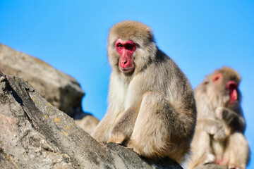 Fototapeta premium 動物園のニホンザル
