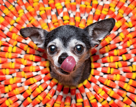 Cute Chihuahua Poking His Head Through A Colorful Candy Corn Background