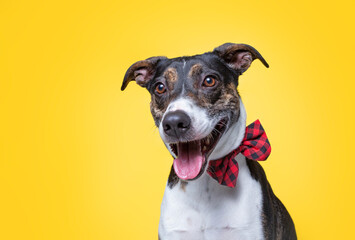 studio shot of a cute dog on an isolated background