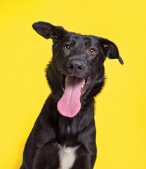 studio shot of a cute dog on an isolated background - 478041988