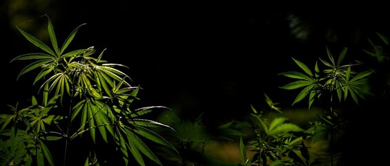 Panoramic pictures of wildlife.Green leaves glow in the sun.The backlit, evening light hemp leaves.Openwork, bright green cannabis leaf on a black background.