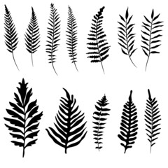 Fototapeta na wymiar set of fern leaves svg vector illustration