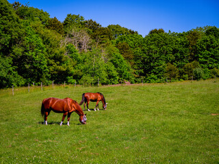 Two red horses grazing in the green meadow. Tranquil countryside horse farm landscape.