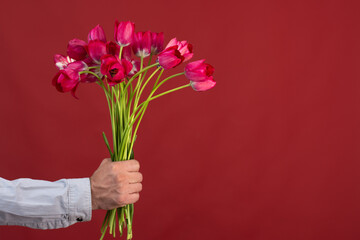 beautiful live fresh tulips on a red background in a man's hand. A greeting card. gift concept. copy space