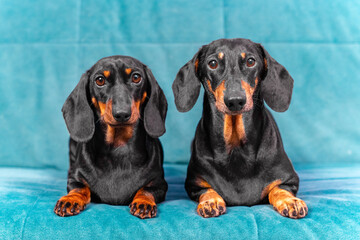 Portrait of two adorable dachshund dogs with a gaze that obediently lie on a turquoise sofa, front view. Great representatives of two generations of breed kennel.