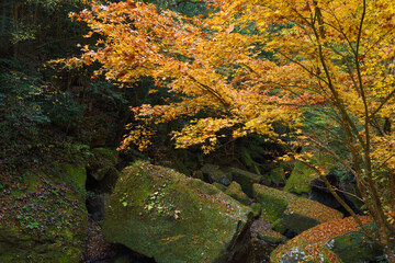 秋の深耶馬溪・山移川支流沿いの紅葉