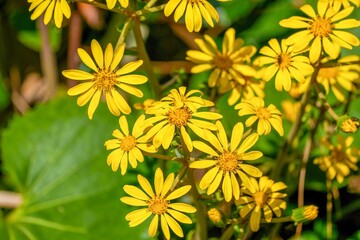 光を浴びて輝く満開の黄色いツワブキの花