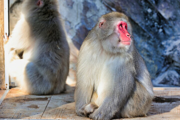 Fototapeta premium 動物園のサル