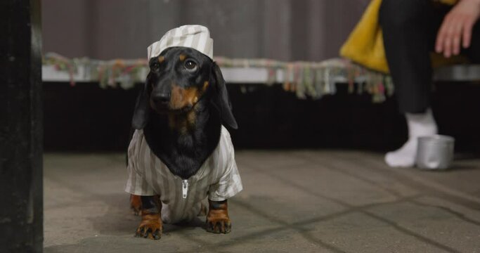 Sad dachshund puppy in striped uniform with cap is sitting in common cell with other prisoners, door closes in front of it. Dog was put in jail for bad behavior or violation of the law.