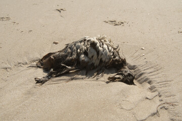 Dead duck on the beach