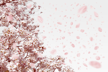春風に舞い散る、桜の花びらいっぱい
