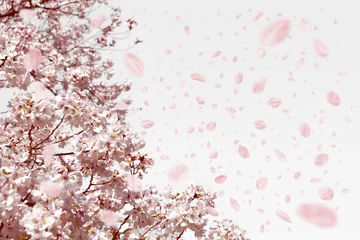 Fotobehang 春風に舞い散る、桜の花びらいっぱい © AGRX