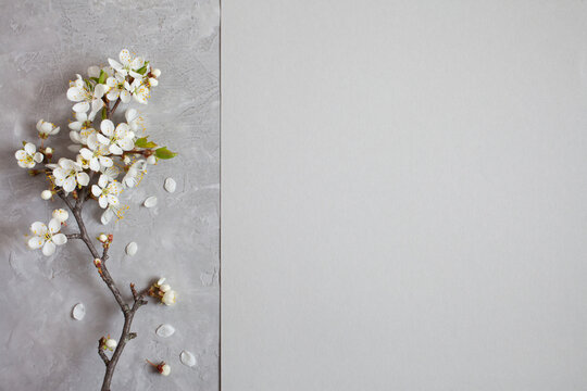 Background with blooming spring branch of cherry plum trees on plaster and gray text paper