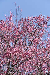 ピンクの梅の花　花模様