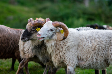 Sheep fighting and playing on the island of Ven of the southern coast of Sweden. Sheep with horns in green grass. Island sheep