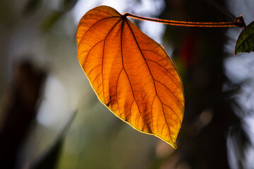 Obraz premium autumn leaves on the tree