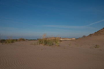 sand dunes and trees