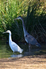 Heron & Egret