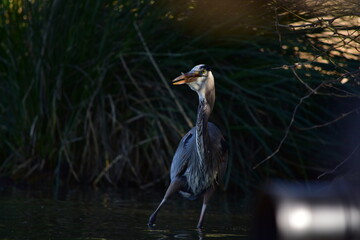 Heron Swallow