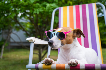 Jack russell terrier dog in sunglasses is resting on a sun lounger. Summer vacation concept.