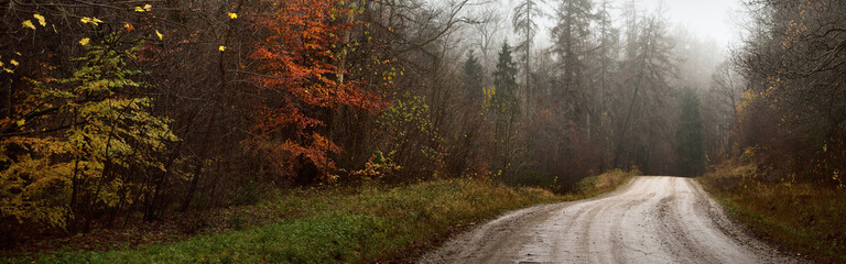 Winding rural road (pathway, walkway) through the dark evergreen forest. Mighty trees, fog....