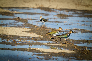 Northern Lapwing(shorebird), black and white overall, back shows green gloss.