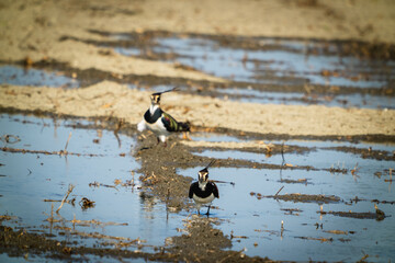 Northern Lapwing(shorebird), black and white overall, back shows green gloss.