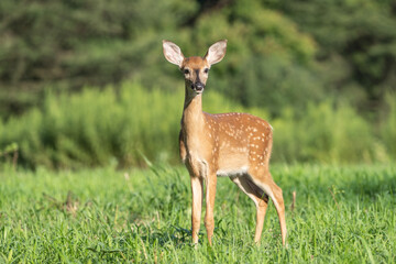 White-Tailed Deer Fawn, Close-Up