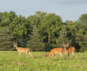 Three male white-tailed deer (Odocoileus virginianus) with antlers grazing in field. 