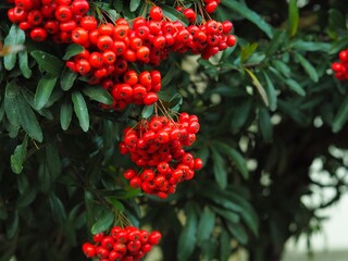 カルガモの食事風景