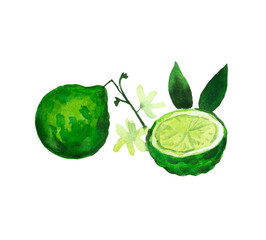 Ripe colorful vibrant bergamot with leaves. Watercolor painted illustration. - obrazy, fototapety, plakaty
