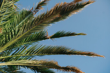 Fototapeta na wymiar Green palm foliage on a blue background. Macro