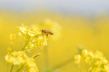 菜の花とミツバチ