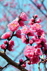 With the blue sky in the background, the red plum blossoms that have begun to bloom herald the arrival of spring.