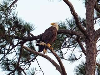 american bald eagle in a tree
