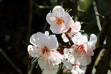 White plum that announces the arrival of spring