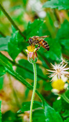 BEE AND PLANT IN THE CENTER OF THE PICTURE IN A SUNNY DAY