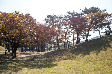 Beautiful colorful forest fine tree