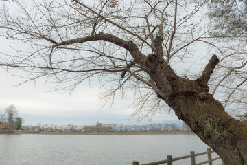 冬の桜の木
