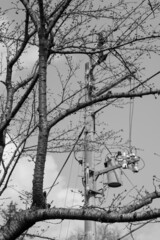 木と電信柱