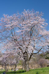 公園の一本桜