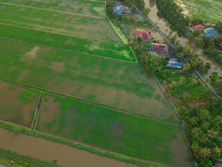 Aerial drone view of houses surrounded paddy field and green trees at Tanjung Piandang, Perak, Malaysia