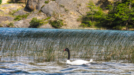 Cisne de cuello negro © Jonatan