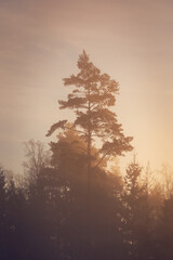 Pine in a cold winter morning