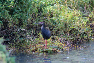 Rare Sight of a Landbeck's Rail (Pardirallus sanguinolentus landbecki)